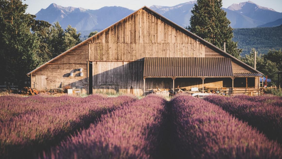 Sequim Lavender Festival And Other Seattle-Area Lavender Farms Planner